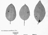 Gymnosporangium sabinae image